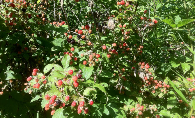 blackberry-bushes-2-relish.jpg
