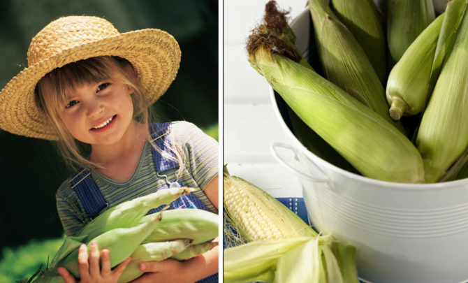 Corn Festivals